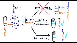 THE MOST BEAUTIFUL EXPERIMENT IN BIOLOGY Meselson amp Stahl The SemiConservative Replication of DNA [upl. by Akenahc]