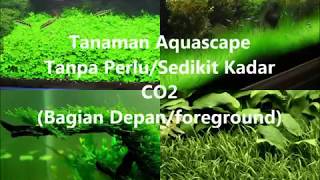 Tanaman Aquascape Tanpa CO2 Bagian DepanForeground [upl. by Ylevol]