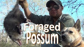 Catchn Possum Foraging Find [upl. by Elrod178]