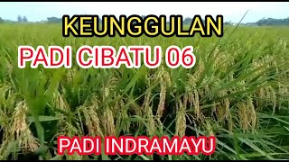 Keunggulan Padi Cibatu 06  padi galur Indramayu Jawa barat [upl. by Annot932]