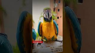 macaw parrot sounds talking macaw [upl. by Lledualc928]