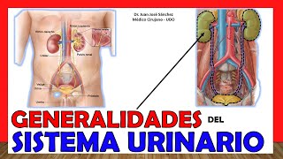 🥇 SISTEMA URINARIO Aparato EXCRETOR en 12 Minutos ¡Fácil y Sencillo [upl. by Hauge]