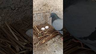 Making Birds Nest ASMR pigeon birds shorts [upl. by Derwon]