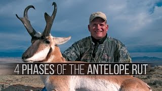 4 Phases of the Pronghorn Antelope Rut  How to hunt antelope [upl. by Bianchi]