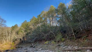 Old growth hemlock grove in Northern Virginia [upl. by Eng]