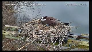 Osprey Dad Does a Double Backflip 040124 [upl. by Enalda]