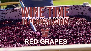 Red Grapes Harvest and Preparation  Wine Time  Season 2 Ep 5 [upl. by Ogren]