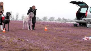 Coursing with Great Dane and Irish Wolfhound [upl. by Sladen]