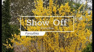 30 Seconds with Show Off® Forsythia [upl. by Sigismond15]