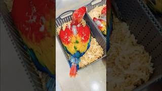 Macaw baby parrot KrishnaAviary parrot macaw parrotbaby [upl. by Lleon]