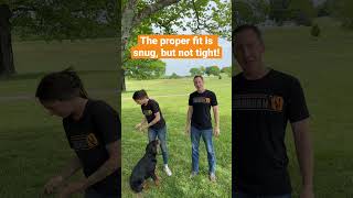 How to Fit a Prong Collar shorts dogtraining dogtrainer [upl. by Reinhart]