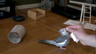 10 Bird Tricks in 1 Minute [upl. by Bridget]