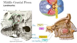 Foramen Ovale with Mnemonics for Transmission  Head and Neck Anatomy [upl. by Atenaz]