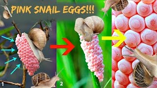 20 SNAILS LAY EGGS IN TIME LAPSE NEW  HD [upl. by Damaris]