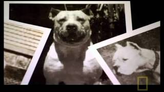 The Science behind the Dogo Argentino [upl. by Dlanar372]