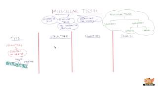 Muscular Tissue [upl. by Touber]