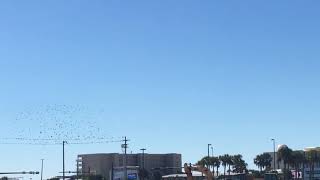 Murmuration of birds on Okaloosa Island [upl. by Nethsa]