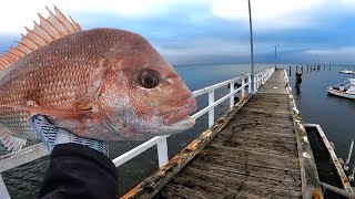 Land Based Pier and Jetty Fishing For Snapper [upl. by Atiuqal347]