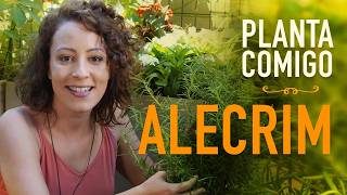 Como cultivar ALECRIM em VASO aprenda a PODAR a PLANTA [upl. by Atnuahc948]