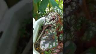 Rex begonia cumbia rhizomes after 64 days shorts [upl. by Trip]