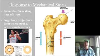 Epiphyseal plate and fracture types and repair [upl. by Ema]