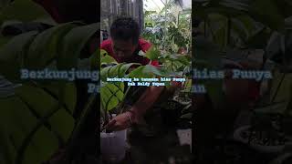 Kunjungan Ke Kebun Tanaman Hias Pak Noldy Media tanam perlite dan kompos tanaman Seharga Mobil [upl. by Mccollum]