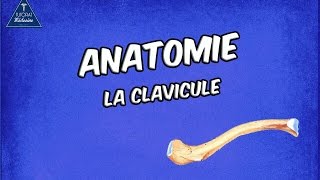 La Clavicule [upl. by Salman824]