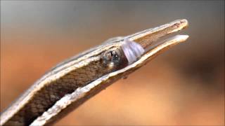 Lialis jicari Papua snake lizard cleaning its eye with its tongue [upl. by Nailuj]