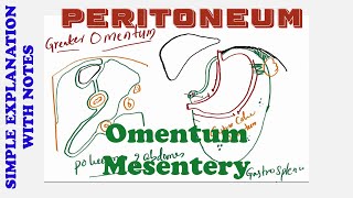 PERITONEUM OMENTUM MESENTERY [upl. by Charlotta]