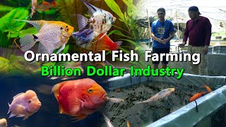 Ornamental Fish Farming Billion Dollar Industry [upl. by Eudo]