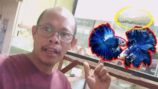 Vlog5  Ornamental fish farm Breeding  Effective betta fish breeding [upl. by Radke685]