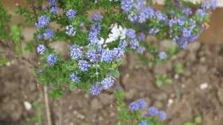 Beautiful blue Ceanothus plant [upl. by Anirtruc]