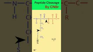 Peptide cleavage by cyanogen bromide animation [upl. by Llerrem]