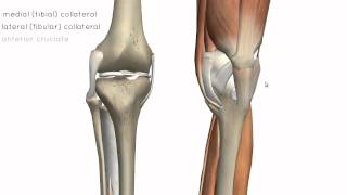 Knee Joint  Part 2  3D Anatomy Tutorial [upl. by Akiret]