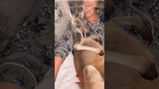 इस family ने Kangaroo के बच्चे को कैसे पाला और बड़ा किया shorts GlobalBlend01 [upl. by Ahseki281]