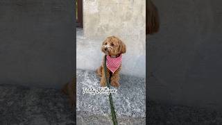 📍Teddy Maltipoo a Brunico puppy maltipoodog shortsyoutube pets maltipoo maltipoolovers dog [upl. by Jeb]