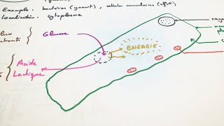 eSVT La fermentation lactique [upl. by Alekim154]