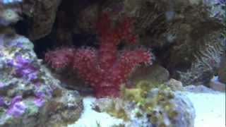 Red Chili Cactus Coral [upl. by Nollahp]