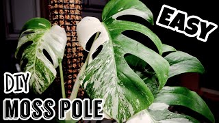 Easy DIY Moss Pole [upl. by Xed]