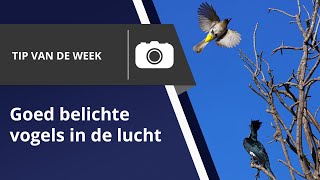 Tips voor het fotograferen van vogels in de lucht [upl. by Meng607]