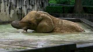 アフリカゾウ・ケニー雨中の大暴れ！African elephant acts violently in rain [upl. by Eatnod]