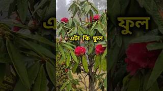 এই পাহাড়ি ফুল কোন সময় পাবেন Red Rhododendron sikkim nature viralshorts [upl. by Pufahl]