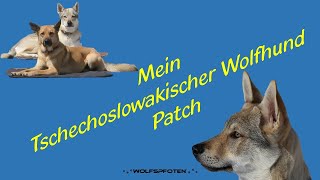 HZ170214 Mein Tschechoslowakischer Wolfhund Patch [upl. by Quint123]