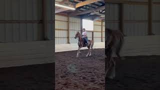 Have a horse show at the end of the month💗 saddleseat horse equines equestrian saddlebred [upl. by Alyahc865]