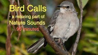 Bird Calls of Nature Sounds [upl. by Waxman]