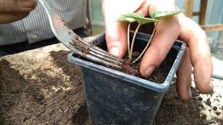 How to grow cyclamen from seed part 3 [upl. by Lyrac]