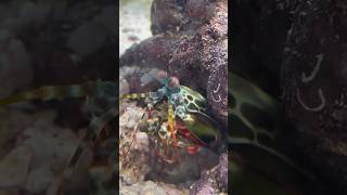 Mantis Shrimp VS Hermit Crab [upl. by Aruasi]