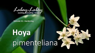 EP52 Hoya pimenteliana [upl. by Deraj]