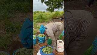 The importance of planning in vegetable farming foryou vegetables shorts vegetablefarming [upl. by Garbe]