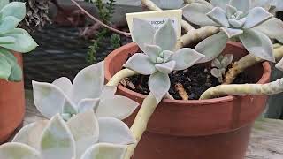 GRAPTOPETALUM PARAGUAYENSE GHOST PLANT SUCCULENT [upl. by Adiaj]